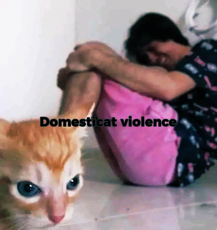 me estoy yendo a dormir con el pelo mojado porque a mi gata le molesta el ruido del secador