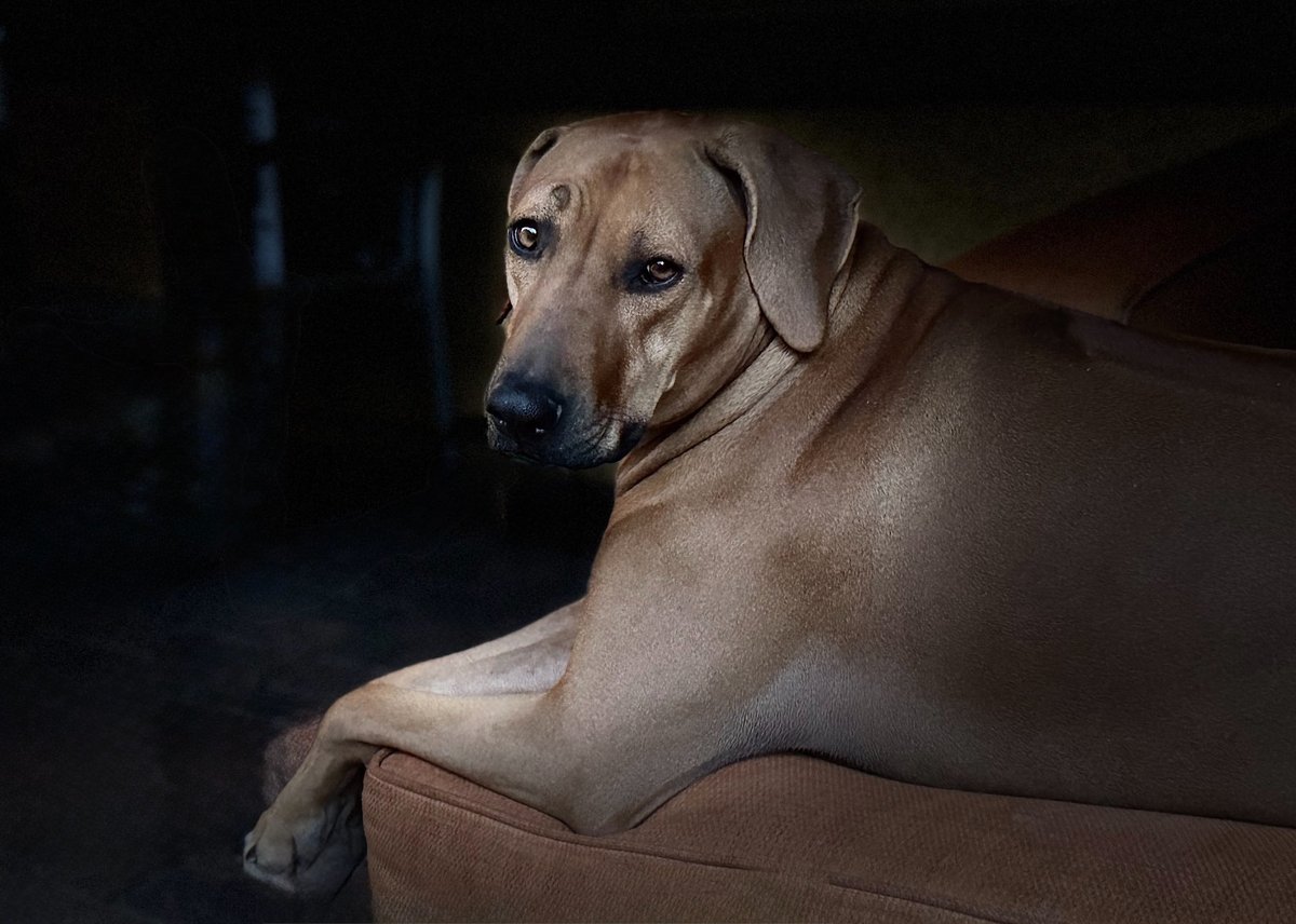 … dad… may I remind you … changing times back and forth is a human invention… we dogs have one time and that is: n o w

and by the way. n o w 
n o w 
Should be dinner time…

that clock of yours is wrong…

I live in “”MCT”
Momentous canine time

“Tempus fugit” - I’m hungry🐾