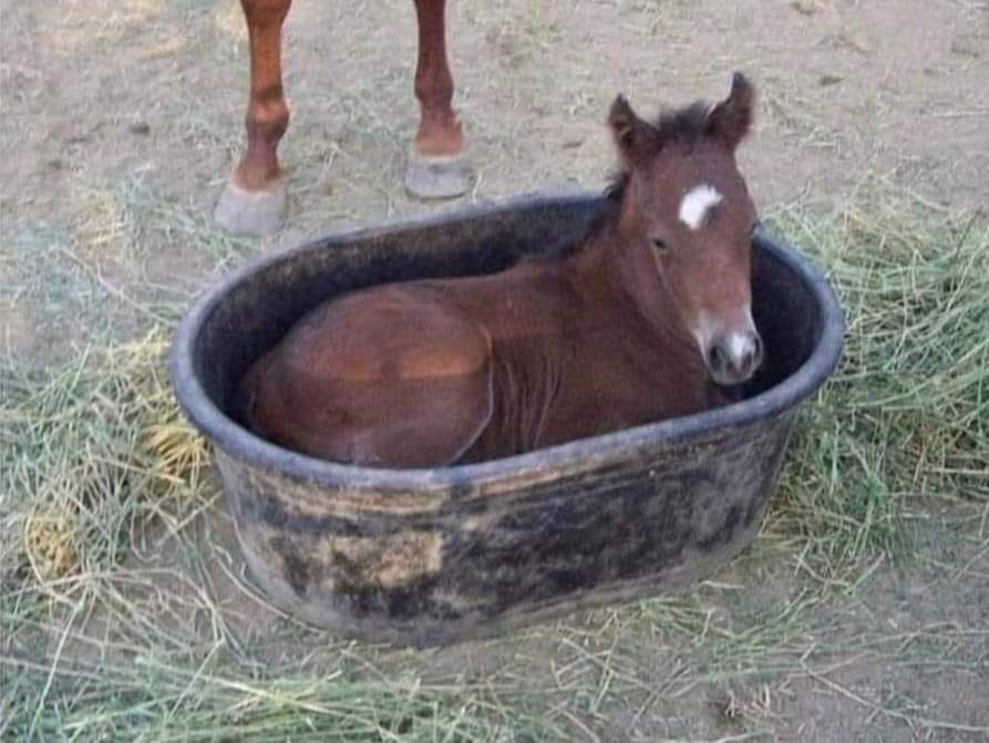 sometimes a babby can be a horse