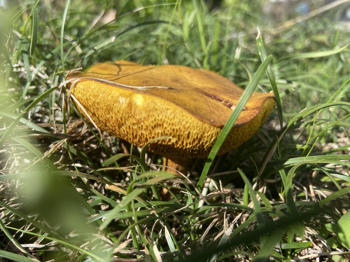 きのこ 予約販売：2026年1月～2月中 お届け予定】<単品販売・先行予約特価>未