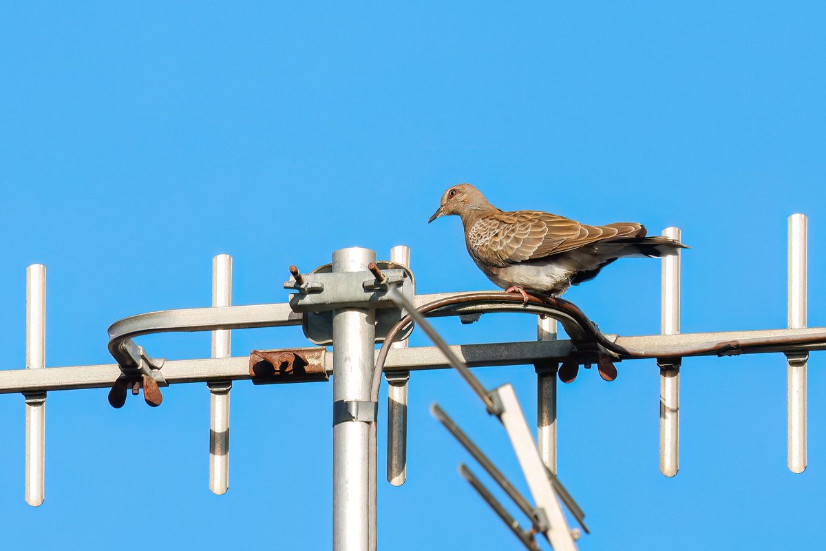 An imm Turtle Dove has been playing hide-&amp;-seek for the past 11 days around Selsey but it finally gave itself up yday.....sadly my first sighting of the bloody year!! And in November!! Cool 😜