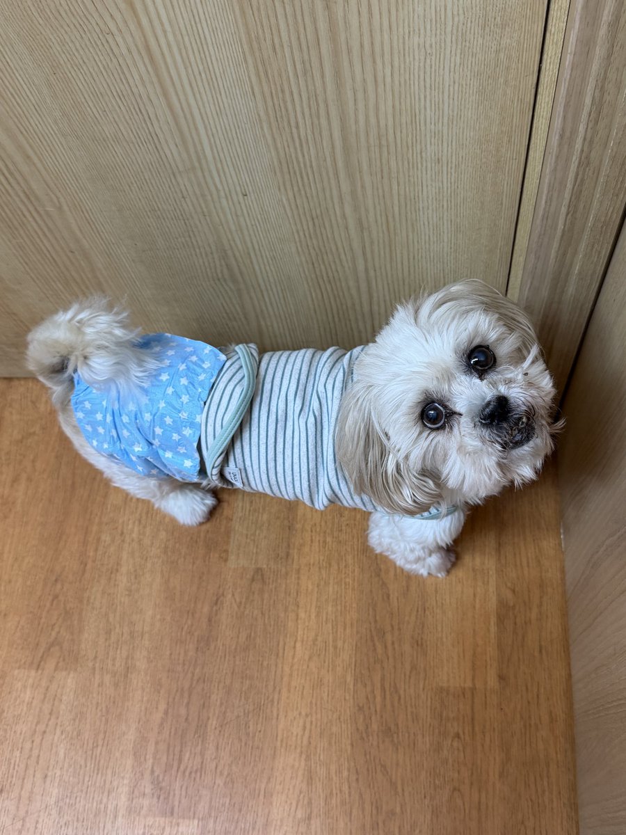 確認ページ♡わんこ 保護犬パーク長居店&トリミングサロン（ラブファイブ:保護犬