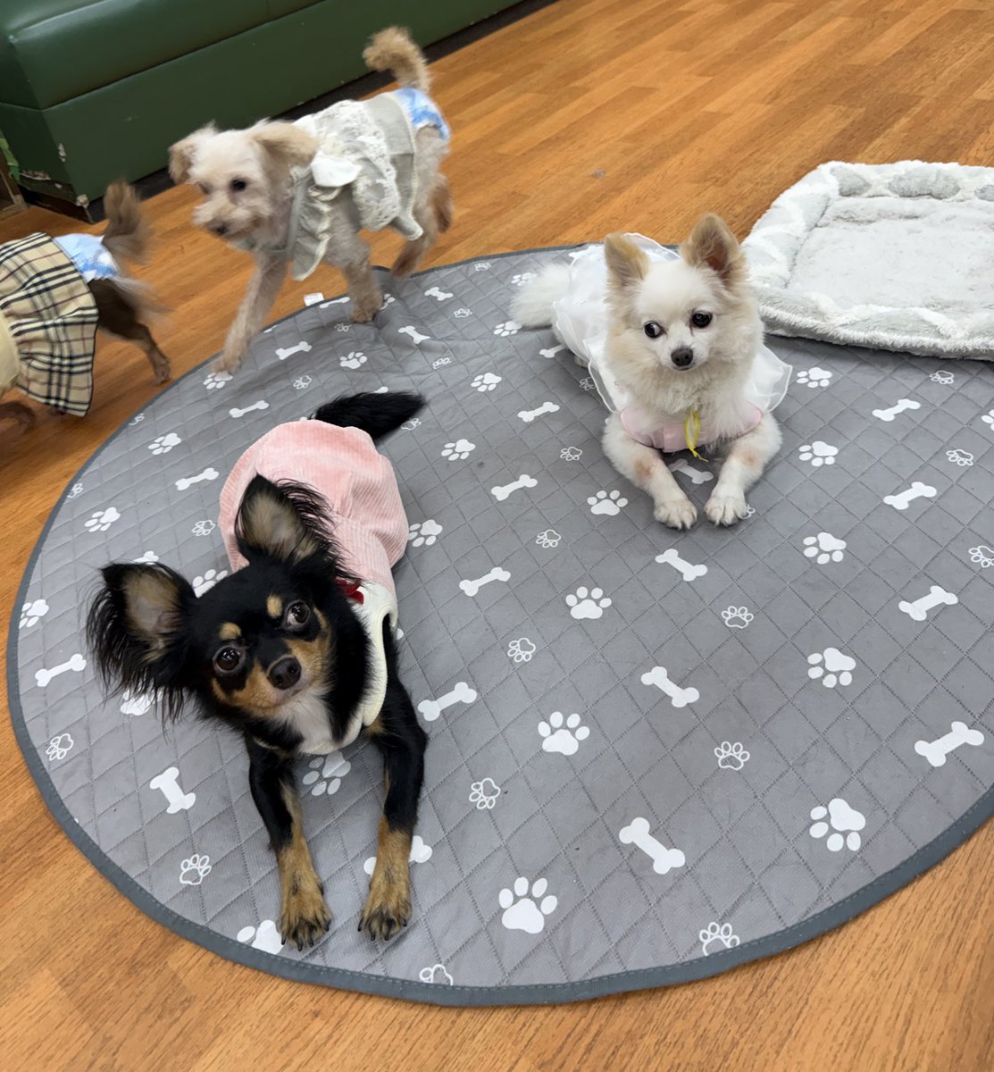 確認ページ♡わんこ 保護犬パーク長居店&トリミングサロン（ラブファイブ:保護犬