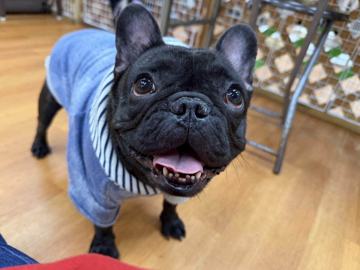 確認ページ♡わんこ 保護犬パーク長居店&トリミングサロン（ラブファイブ:保護犬