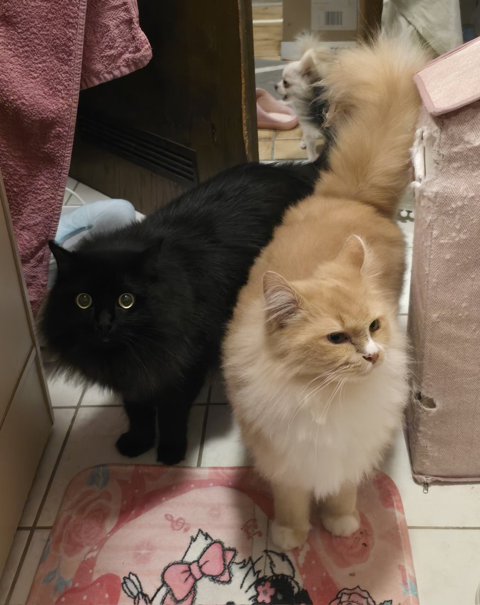 ❤️ Heart melting away with these angels :)