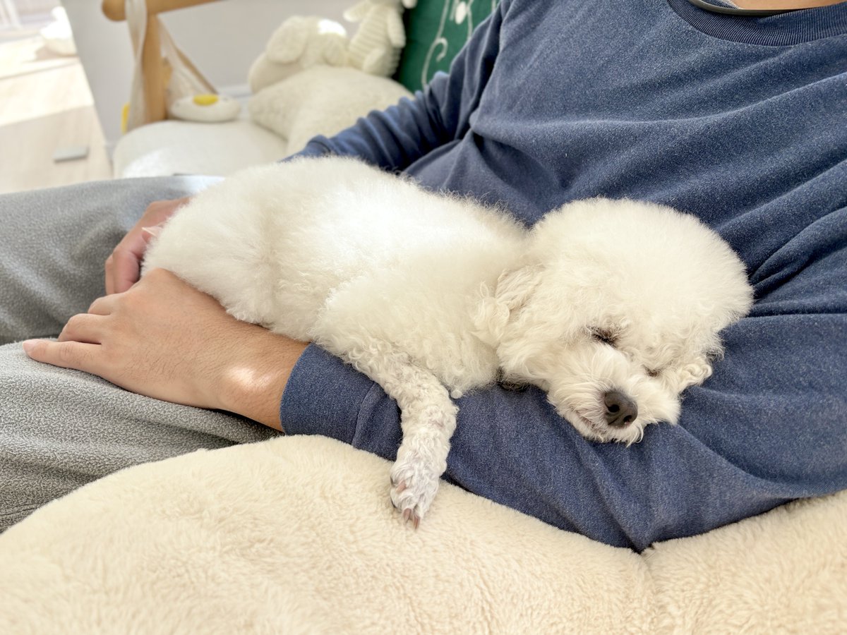 観光したりお泊りしたり楽しい3連休を過ごした翌日は、パパを仕事に行かせたくないしずっと寝ていたいと思う犬なのであった…