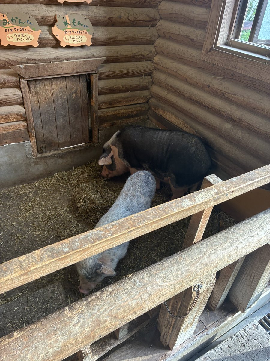 121506kf's tweet photo. モクモクファーム🐮 https://t.co/zMlxQrI9pQ
