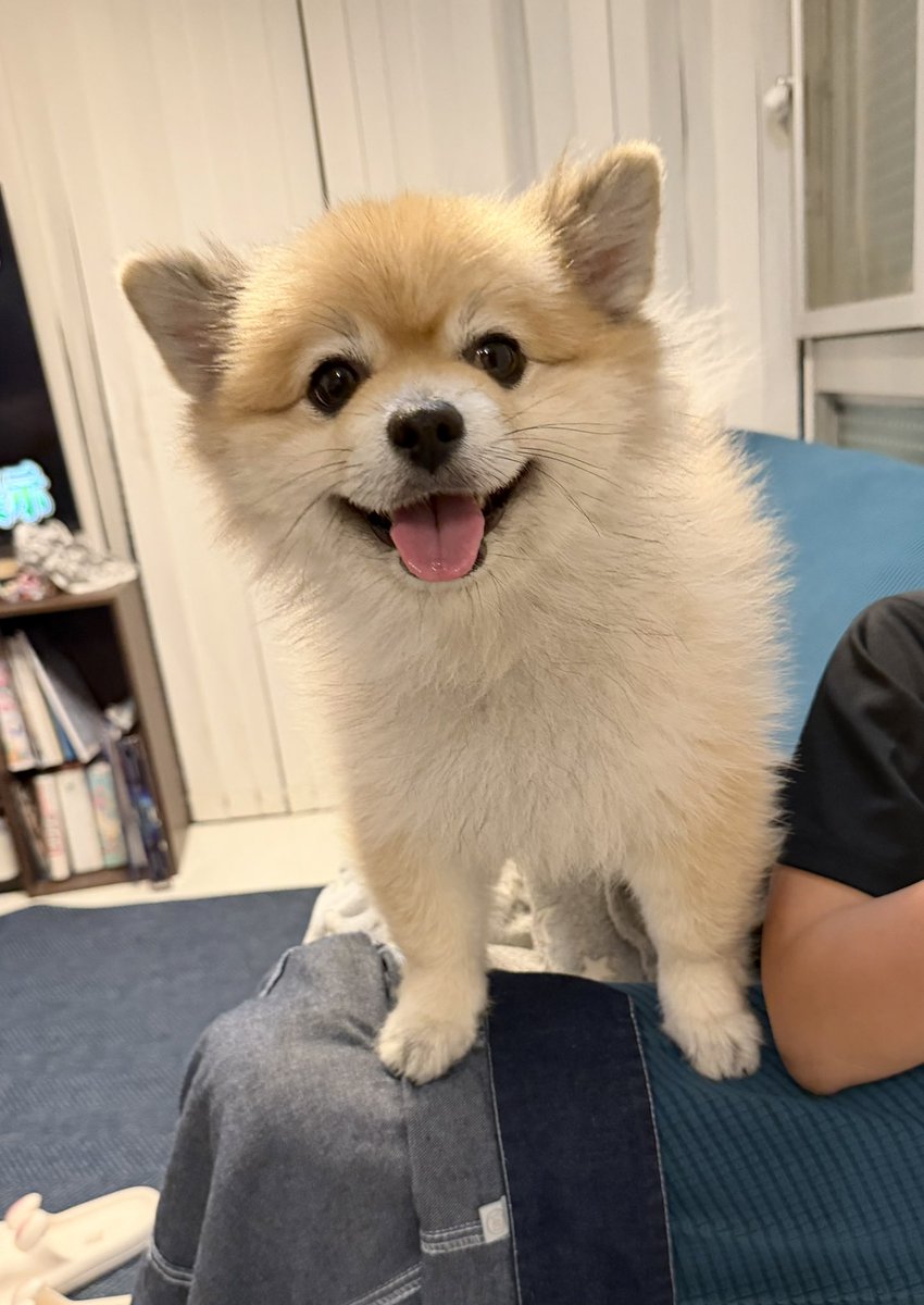 デカポメ🐶⛩️ポルくん🗼 (@AccessoryshopF) / Posts / X