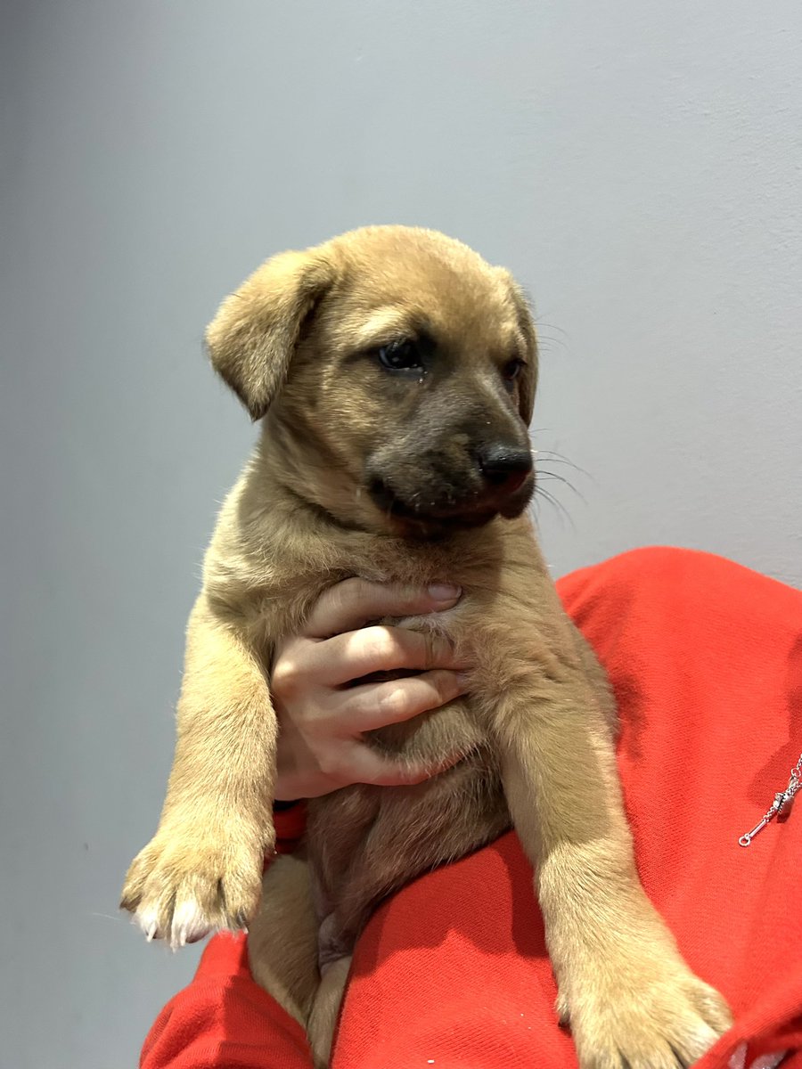 SuamyZ_'s tweet photo. ¡Buscan un hogar lleno de amor! 💗
Rescatamos a 4 cachorritas que estaban en la calle. Son unas pequeñas llenas de vida que necesitan una familia que las quiera y les dé una segunda oportunidad.
Me ayudarían muchísimo con un RT. https://t.co/7uBTgwWJ9I