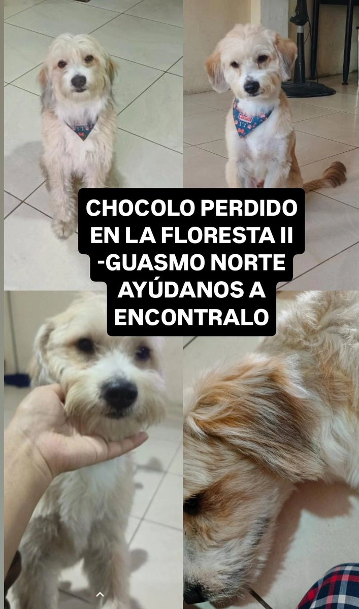 AlertaMePerdi's tweet photo. #PERDIDO #GUAYAQUIL
Nombre: #CHOCOLO
Fecha: 25/10/25
Sector: Sur, Guasmo Norte, Coop. Río Guayas ingresando por la Floresta 2
Sexo: Macho
Raza: Mestizo
Obsv.: Color caramelo, panza blanca y orejas grises
Contacto: 0997330358
¡Ayúdalo a volver con su familia!
#AlertaMePerdí https://t.co/n5x05hEywi