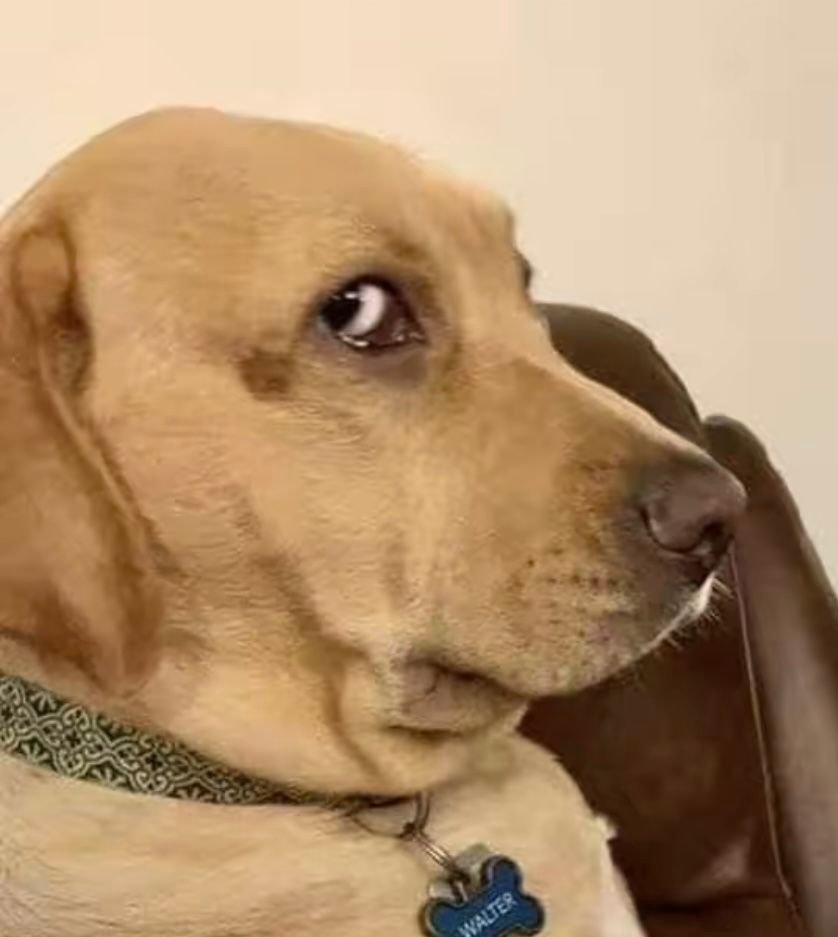 JuliFoxDraw's tweet image. 