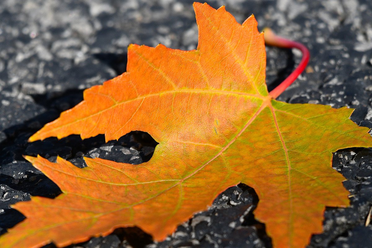 TodayInNature's tweet image. Maple leaf.
(Photo by Glenn P. Knoblock)
#fall #leafs #NaturePhotography #nature