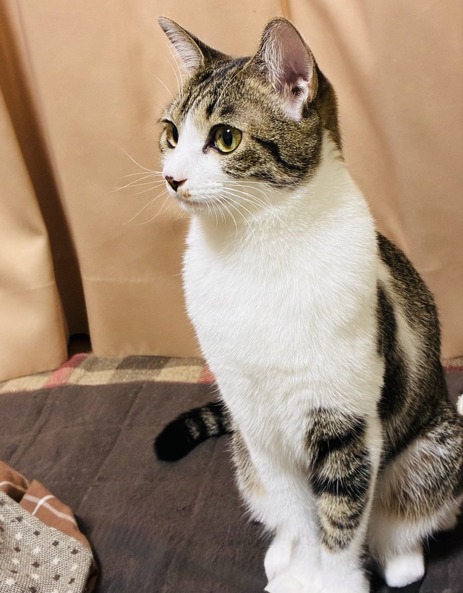 のんちゃん on X