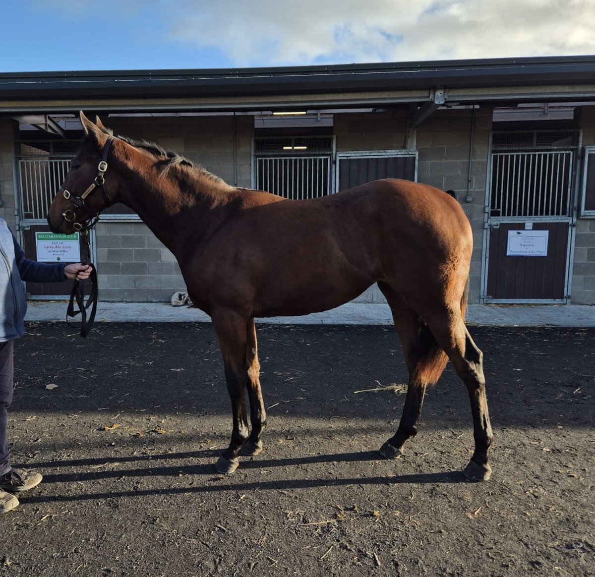 DrumachonS's tweet photo. A big well done and best of luck to Kevin and Anna Ross &amp; Gavin Cromwell for purchasing our filly today. Top hats ready for next year 🪄🐎 @Goffs1866 @annarossKRB https://t.co/rxH1XKQTJ9