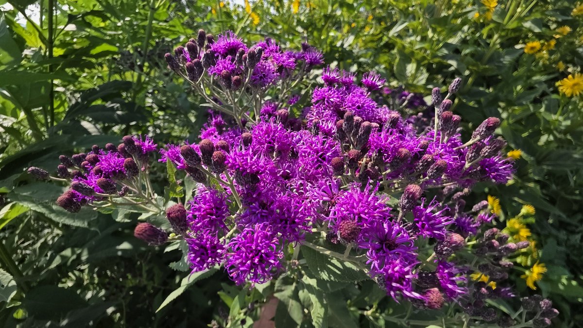 Conservation Blueprint tweet media