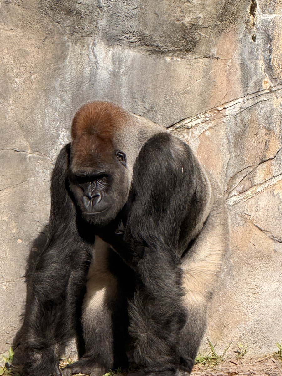 ♉︎ ℌ𝔦𝔤𝔥𝔢𝔯 𝔖𝔢𝔩𝔣 ⬡ tweet media