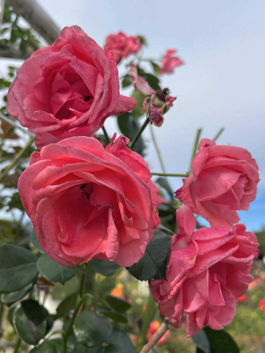 kirichan さま 専用ページ しっかりシタ字キ A4 【メロン】 - 共栄プラスチック