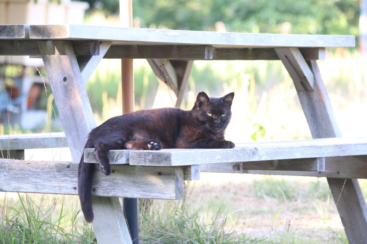 ねこ 71CberC0ZiL._AC_UY1000_.jpg