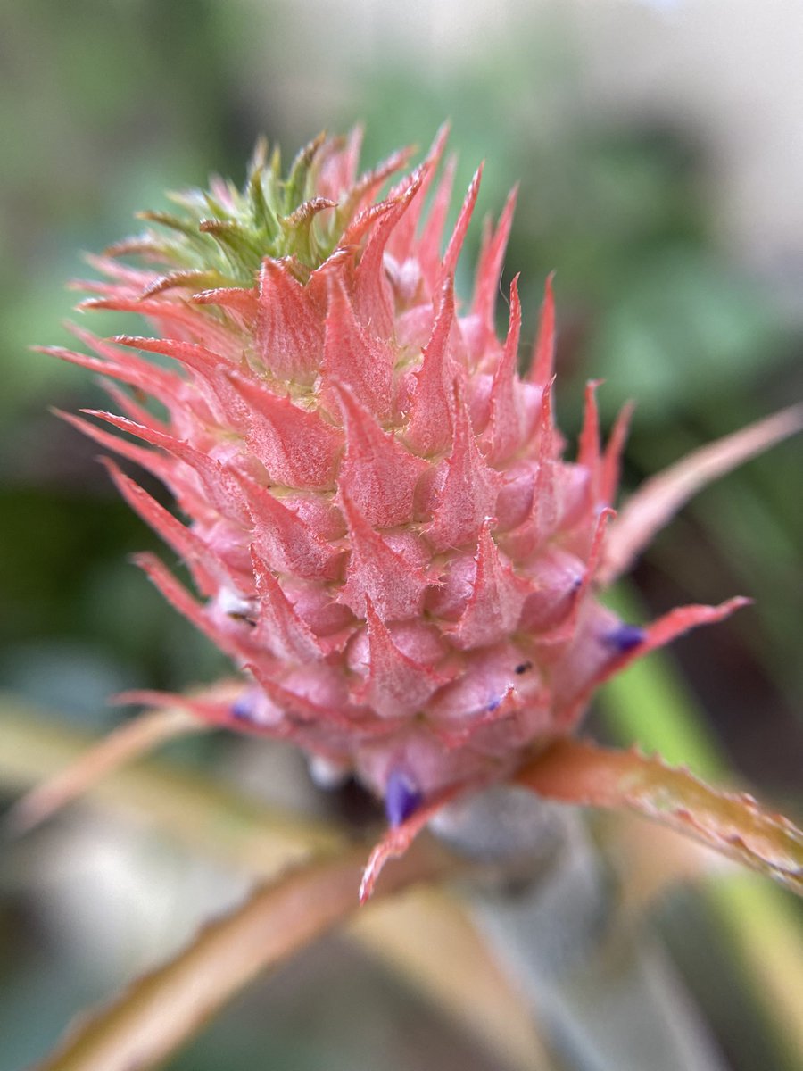 yeiporquesi's tweet photo. 🍍 Ananas comosus https://t.co/AWJLVNVPJO
