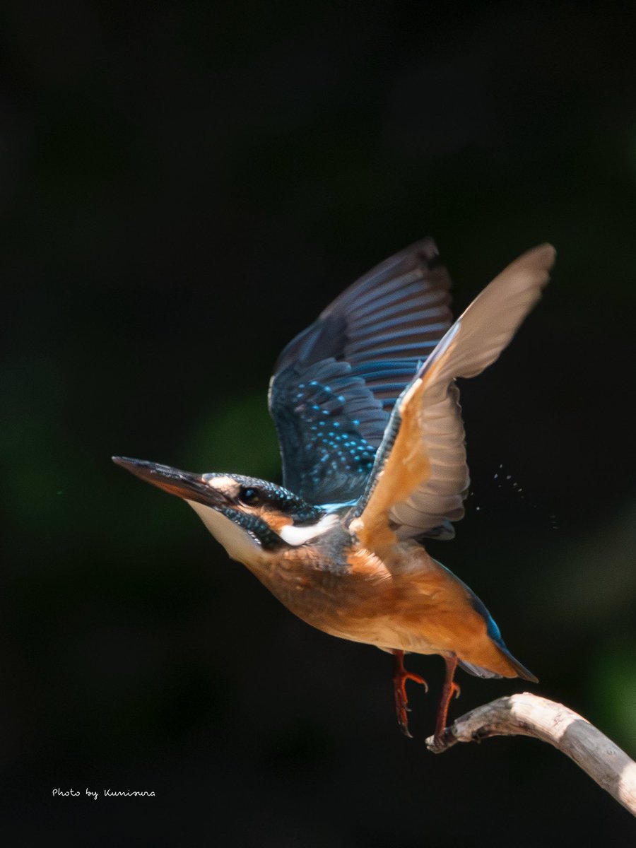 くにすら (@9960hiro) / Posts / X