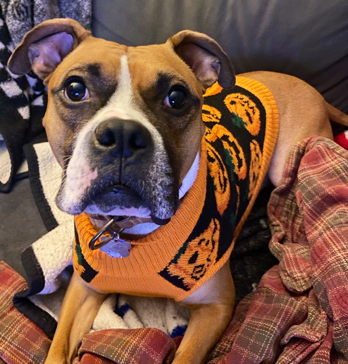 madeoflions's tweet photo. I can’t get over how handsome my son looked in his Halloween sweater https://t.co/tYNUAaTlPV