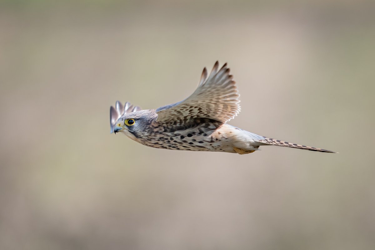 _lambda1992's tweet image. 空の小さなハンター、チョウゲンボウ。
翼を広げて飛ぶ姿は、本当に格好いいですね！
​#チョウゲンボウ #これソニーで撮りました #SonyAlpha