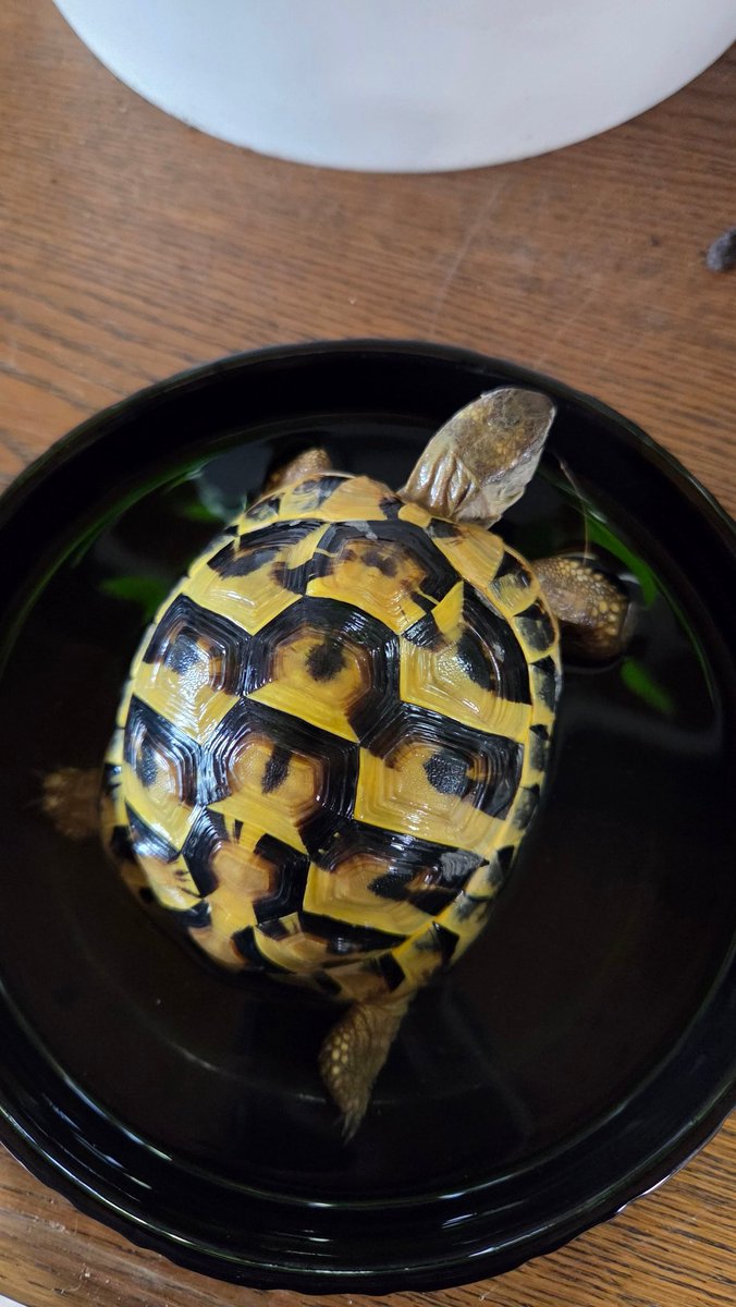 Cylockine tweet media