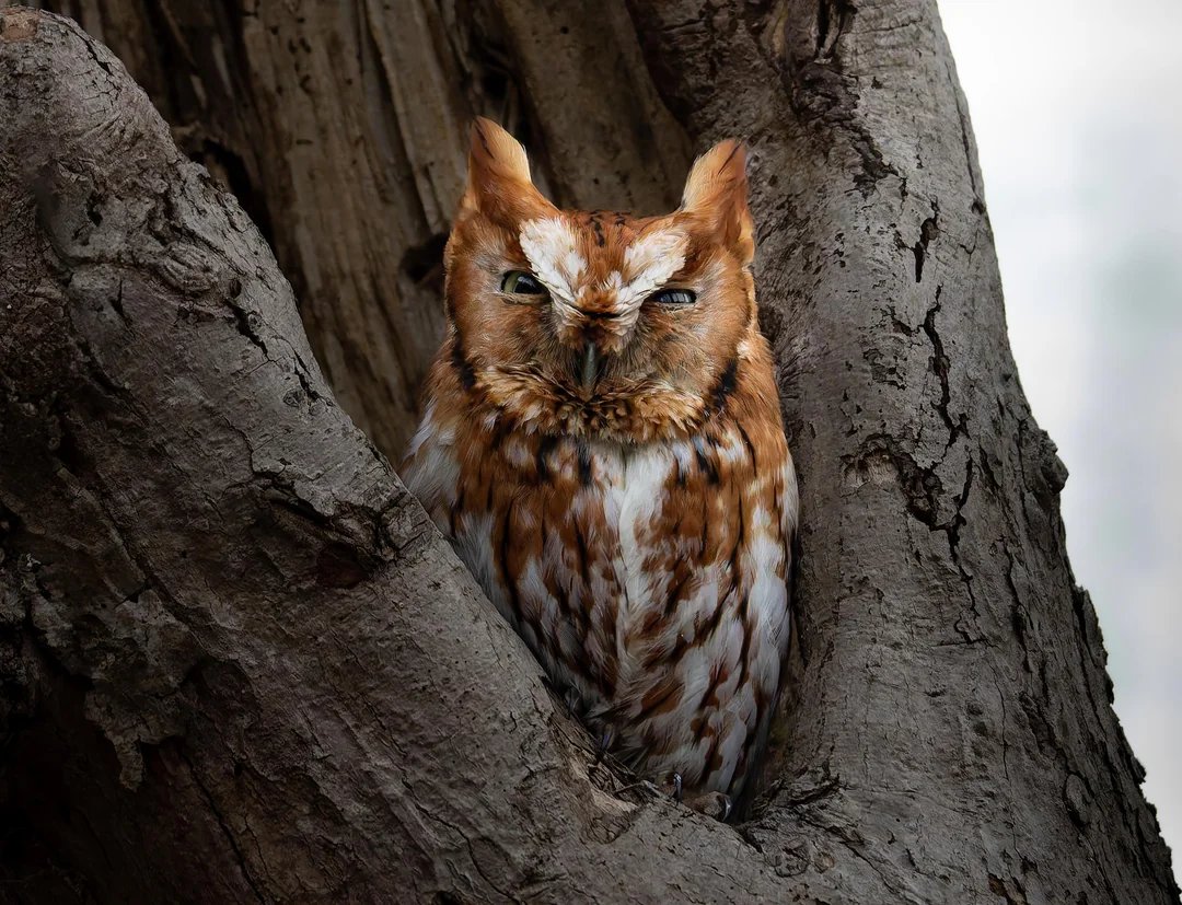 birdtalkX's tweet photo. The eastern screech owl (Megascops asio) or eastern screech-owl, is a small owl that is relatively common in Eastern North America, from Mexico to Canada. Credit: dgroove8 https://t.co/EcrOSCN0wl