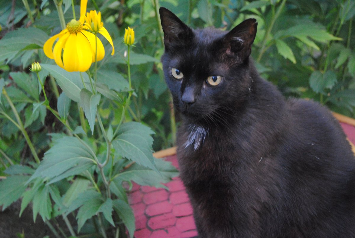 Cylockine tweet media