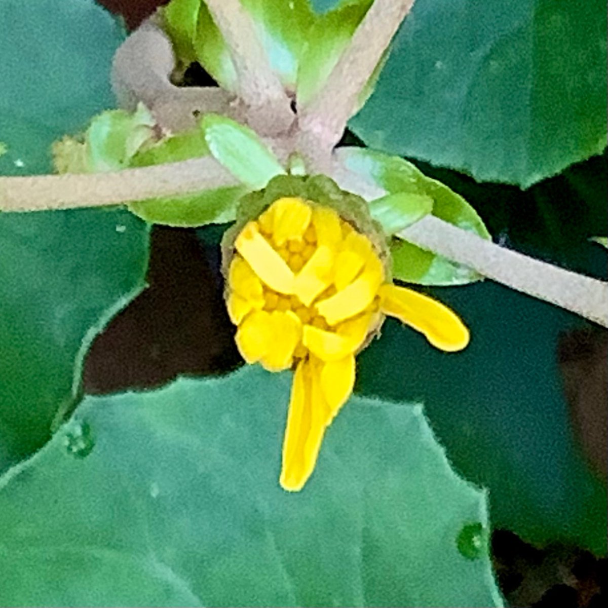 専用です(´◡` )♩ MSGM】 【【NEW】「TheMwave」モノグラムパッチ スウェット