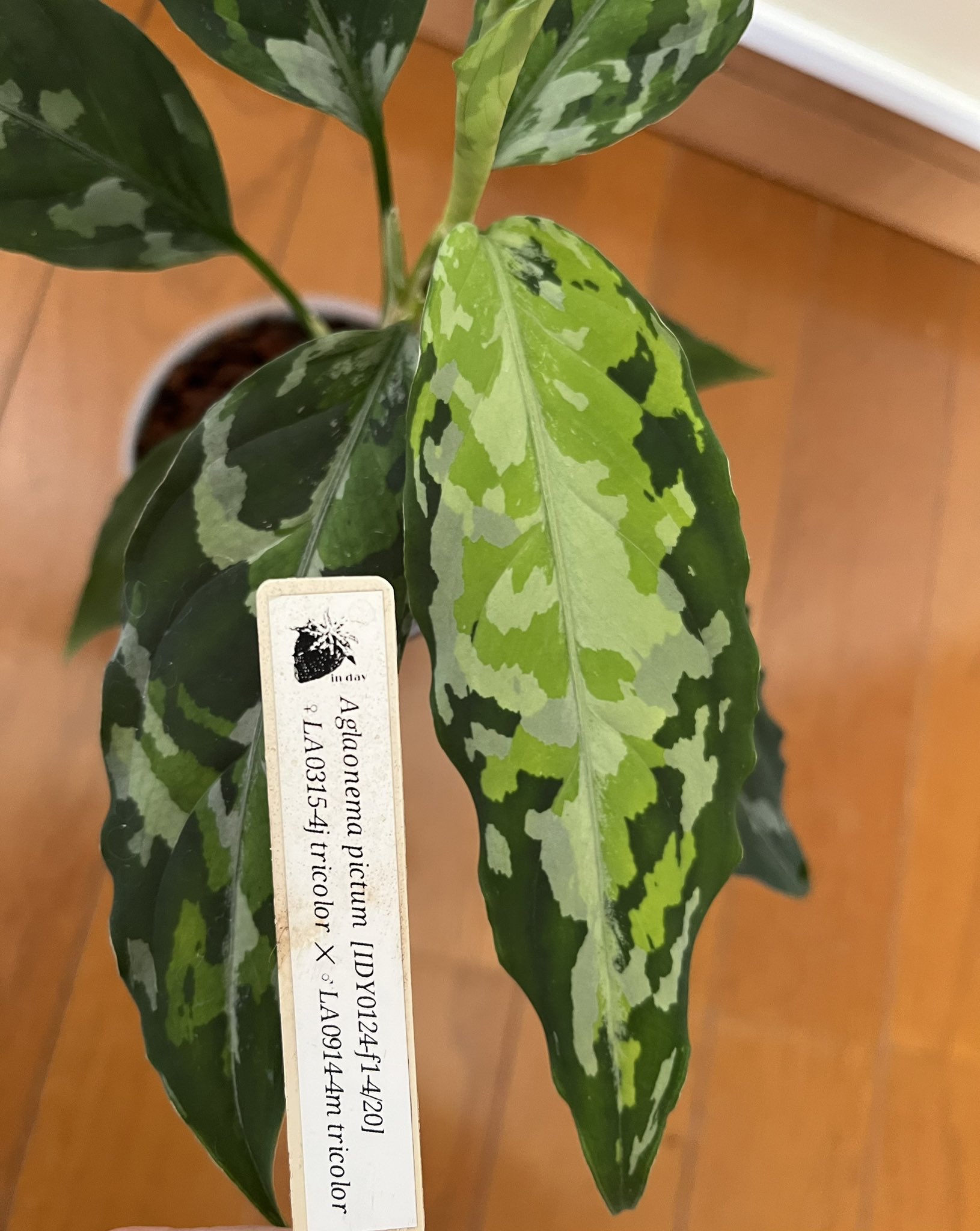 チャーム即売会 - Search / X