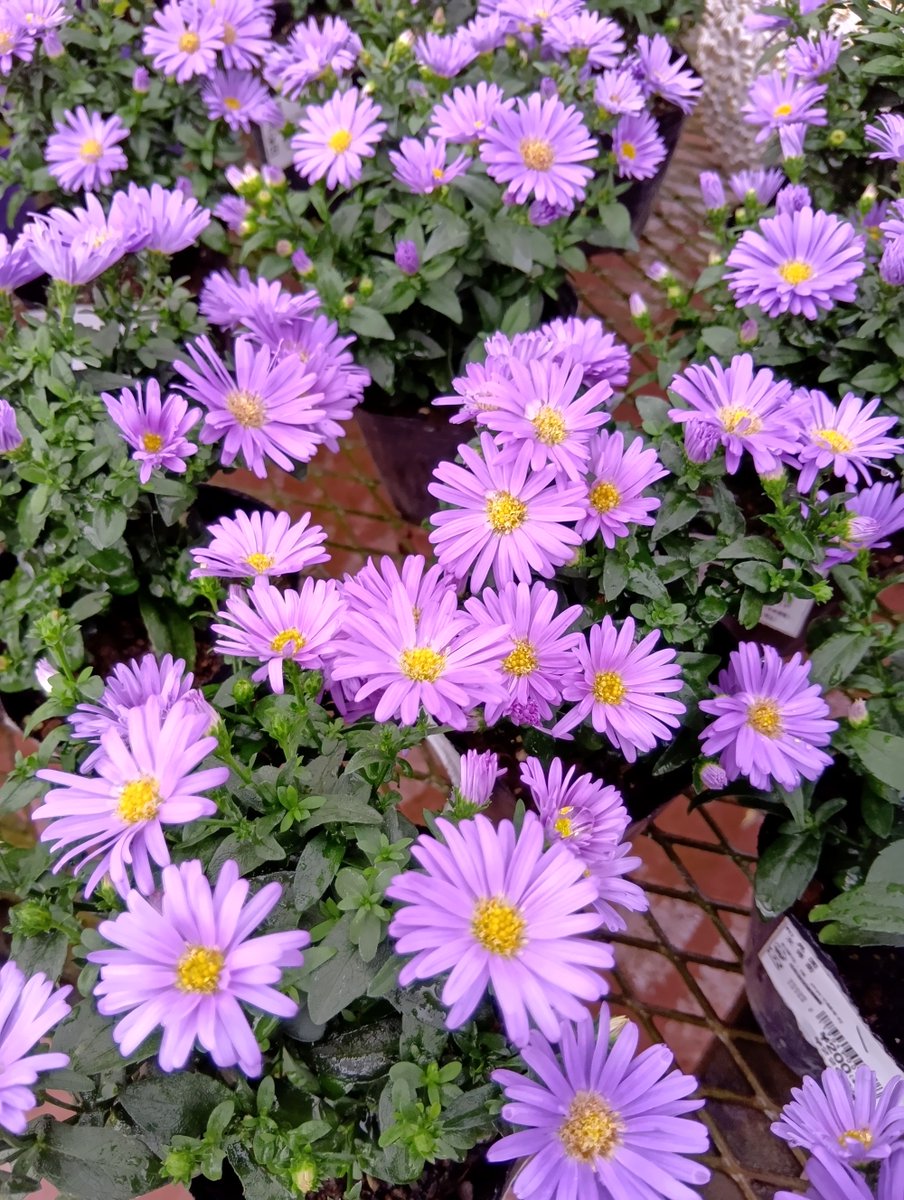 虹～紫陽花⭐ 空色紫陽花 on X