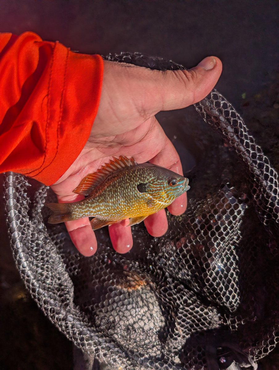 OzarkFixedLine's tweet image. The trout were playing hard to get, but the panfish were absolutely hitting. Rod was bent all afternoon catching these little fighters. Proof that sometimes the biggest smiles come from the smallest fish. Simplicity wins again!
#FixedLineFishing #Panfish  #OzarkFishing