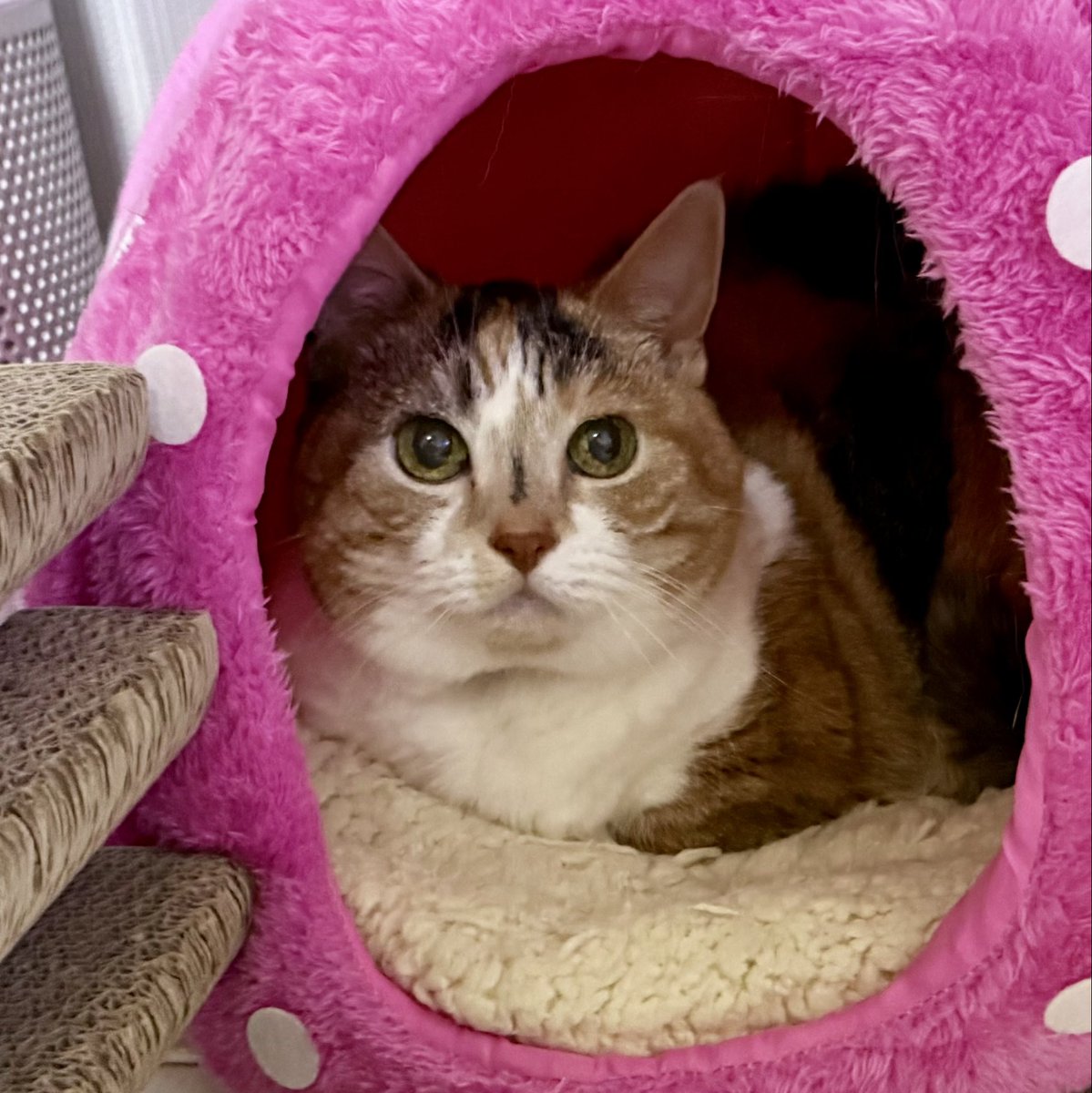 みぃすけ様 みぃすけ (@Mimami_cat) / Posts / X