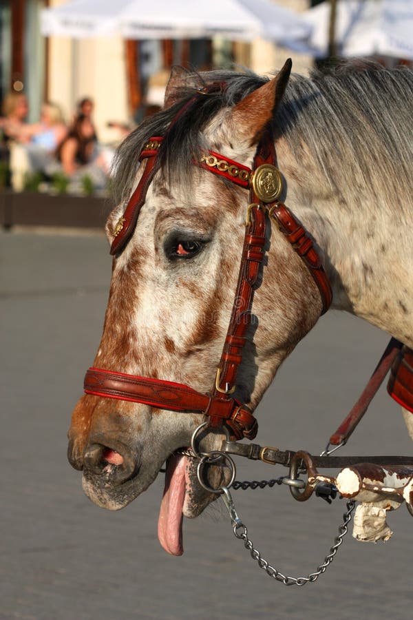 Le cheval de Clément après 10 minutes ! 😳 😅 #adp2025 #adp25