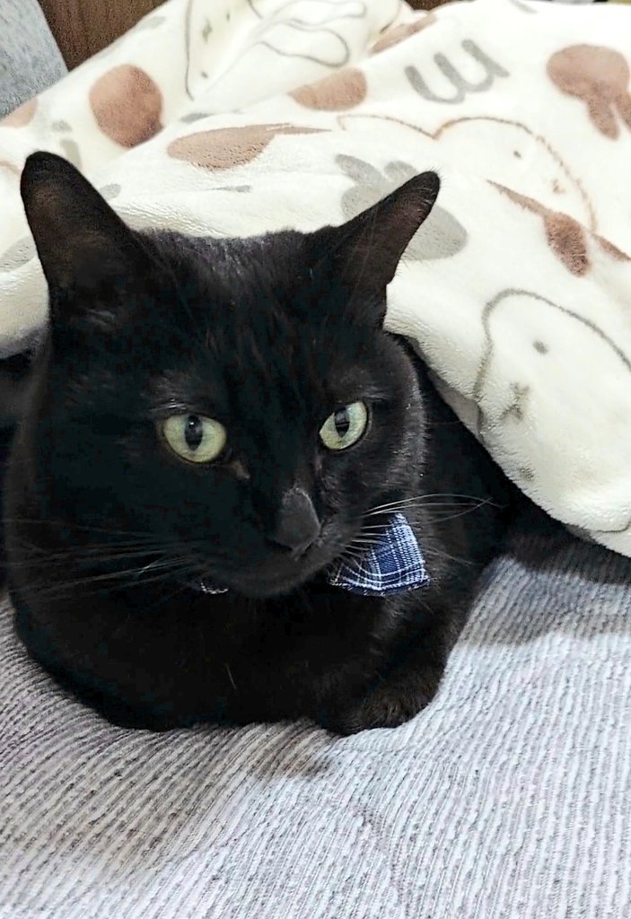 ♡黒猫( ΦωΦ )♡とまとめ Evemaru00 on X