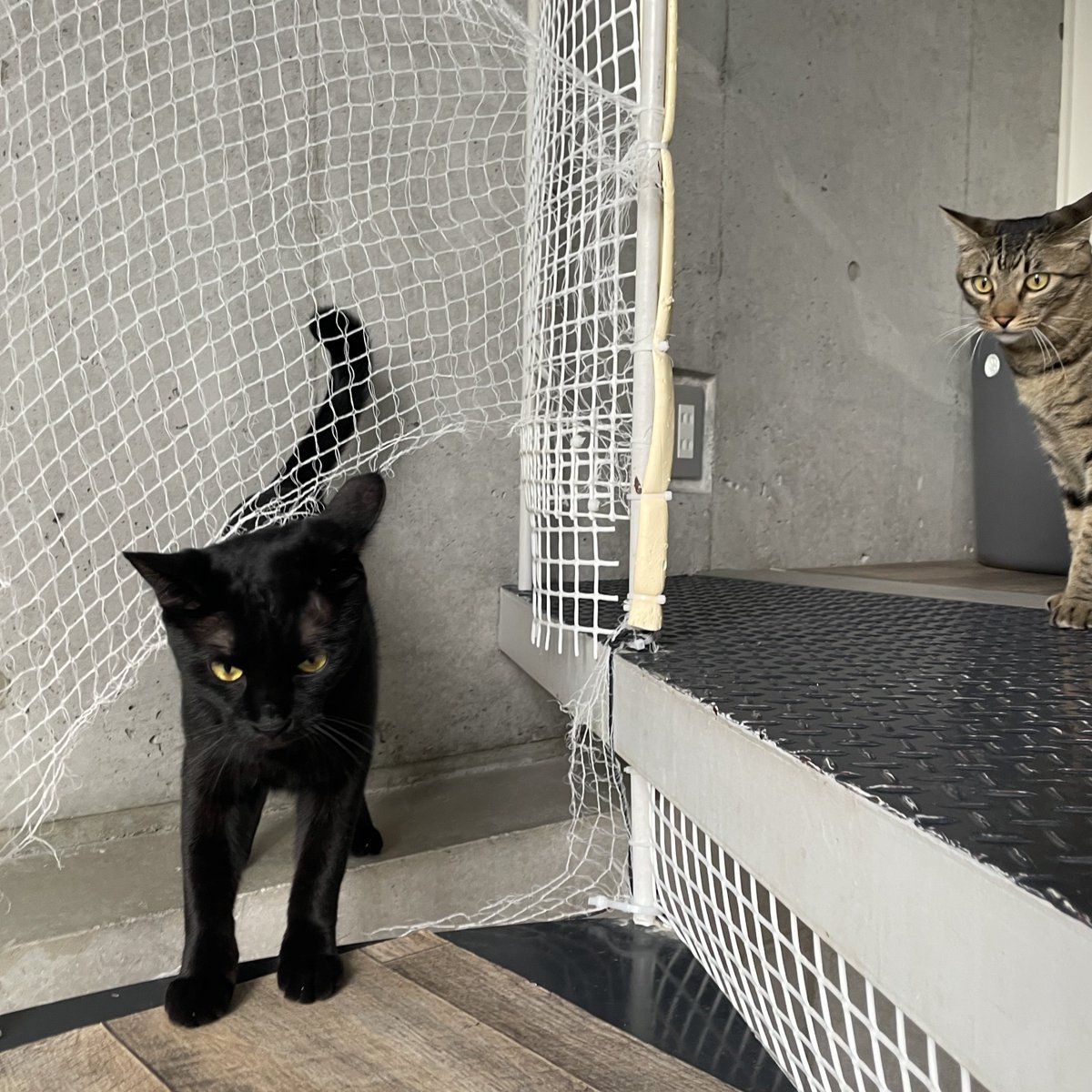 キョウコ🐾 on X