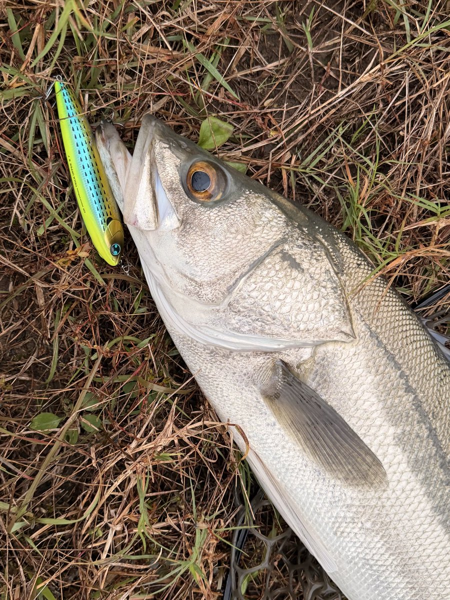 メリケンショー on X