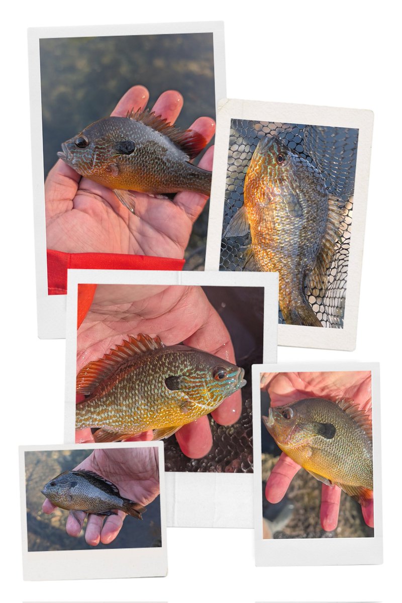 OzarkFixedLine's tweet image. There's just something special about connecting with these spirited fighters on a minimalist setup. Pure joy!
#FixedLineFishing #Panfish #SunfishOfTheOzarks #Meramec #NoReelNeeded