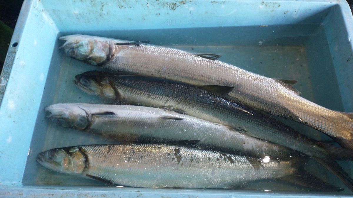 manazurugyokyo's tweet image. ソトイワシかと思ったら、また変なのが獲れました