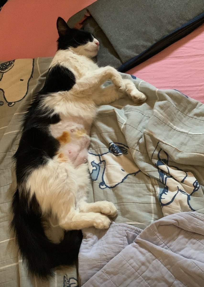 Bueno volví y quiero pedirles ayuda. 
Los que siguen la historia saben que tenemos +20 rescataditos, hace poco se nos terminó el alimento de la última colecta que fue aprox a principios de años, si alguno quiere colaborar para las castraciones, vacunaciones, alimentos etc les