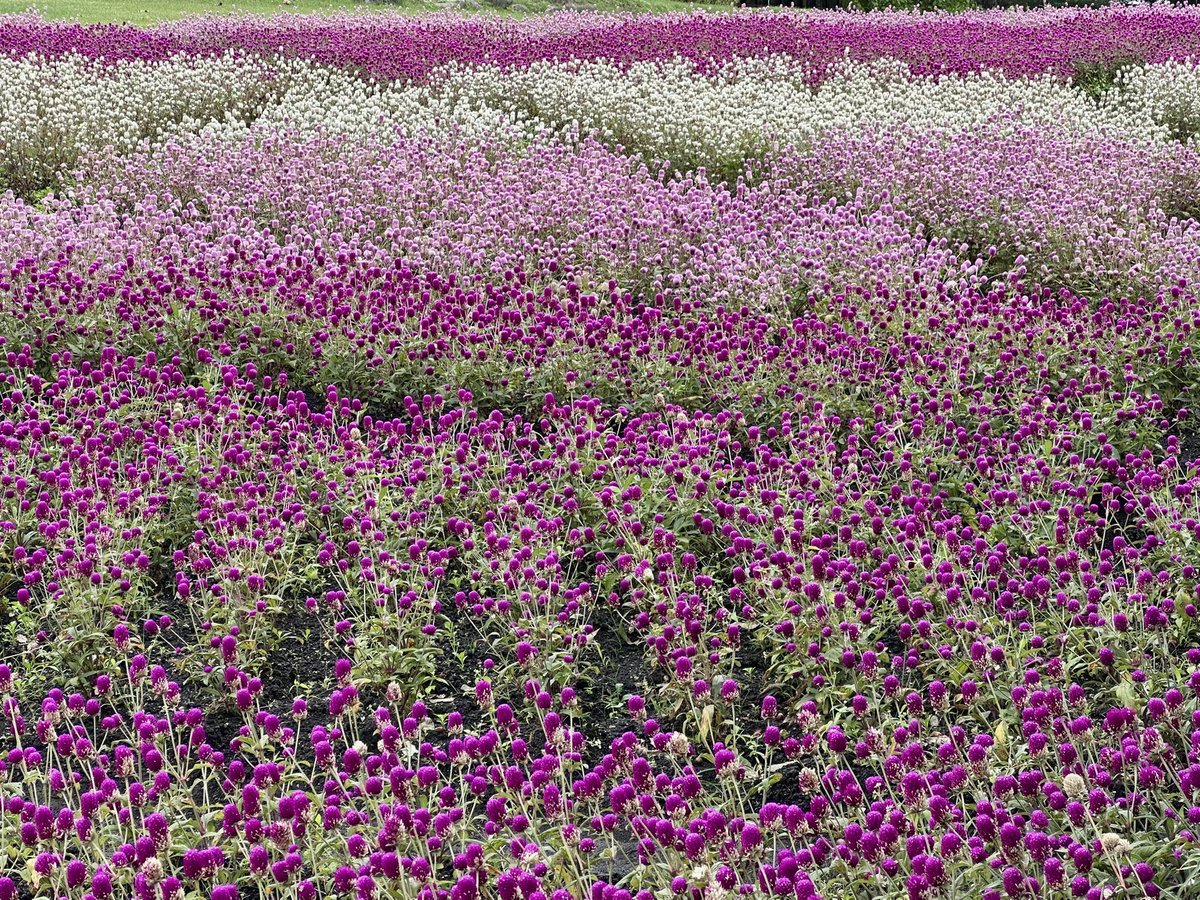 Cloudsailor / 星羅の一日一花 (@sjyszm) / Posts / X