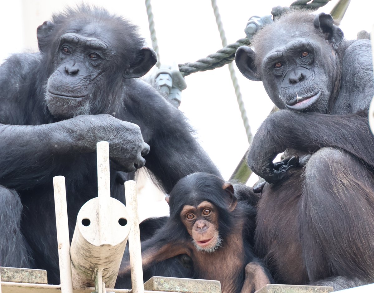 チャリ (@onji1963) / Posts / X