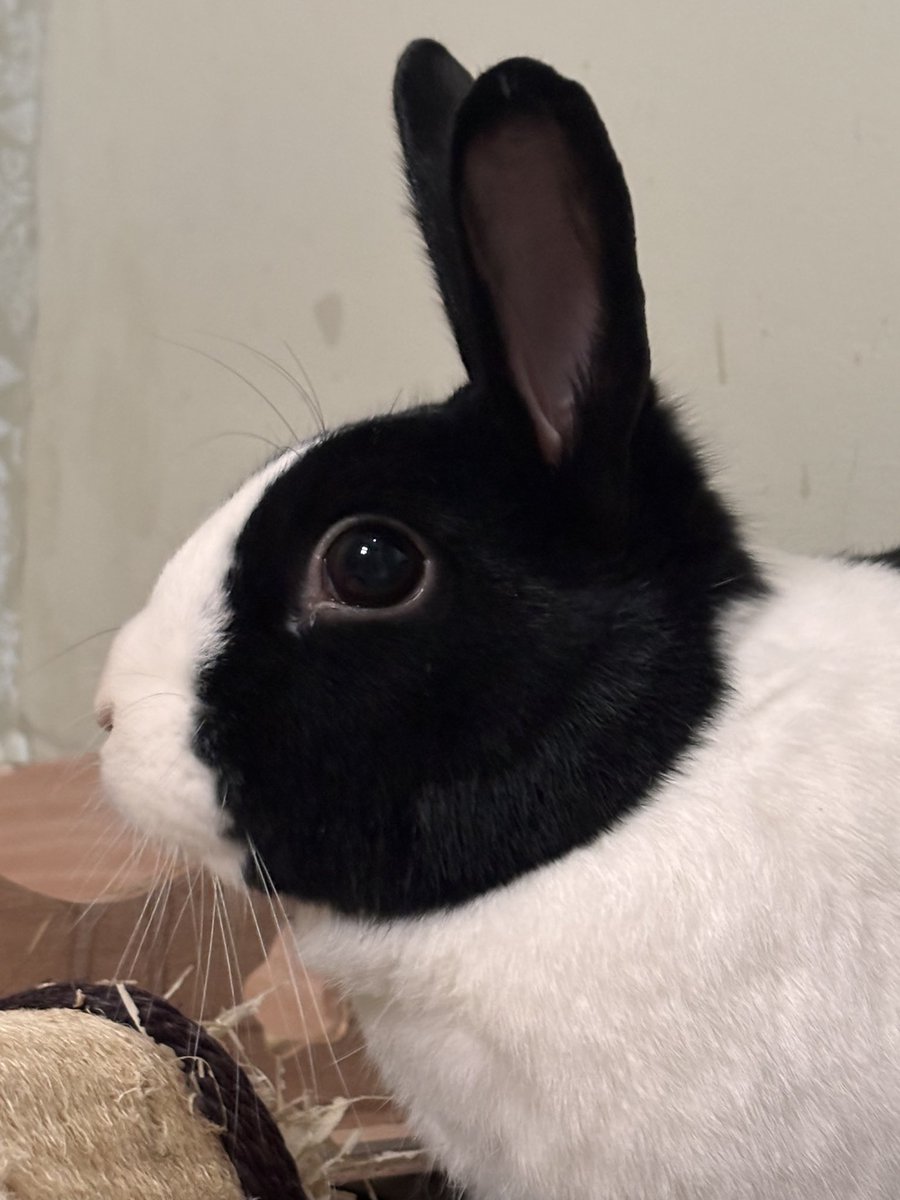 Would you just give Robert a like please and help the algorithm choose bunnies to brighten up your feeds ❤️❤️