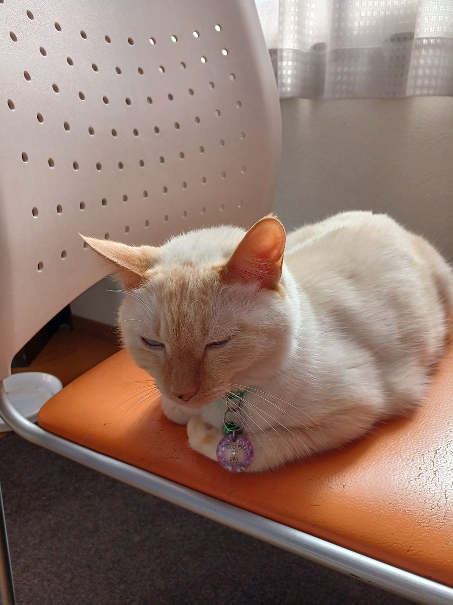 Hiroshi1970Cat's tweet image. ☀️🙋‍♀️❗おはよう🍚新米ひろし🌞
やっぱり😜ご飯は美味しいネ。今日もよろしく😃✌️

#ねこ宇宙 #看板ねこ #まねきねこ #笹かま猫 #ねこのいる整体サロン #新米