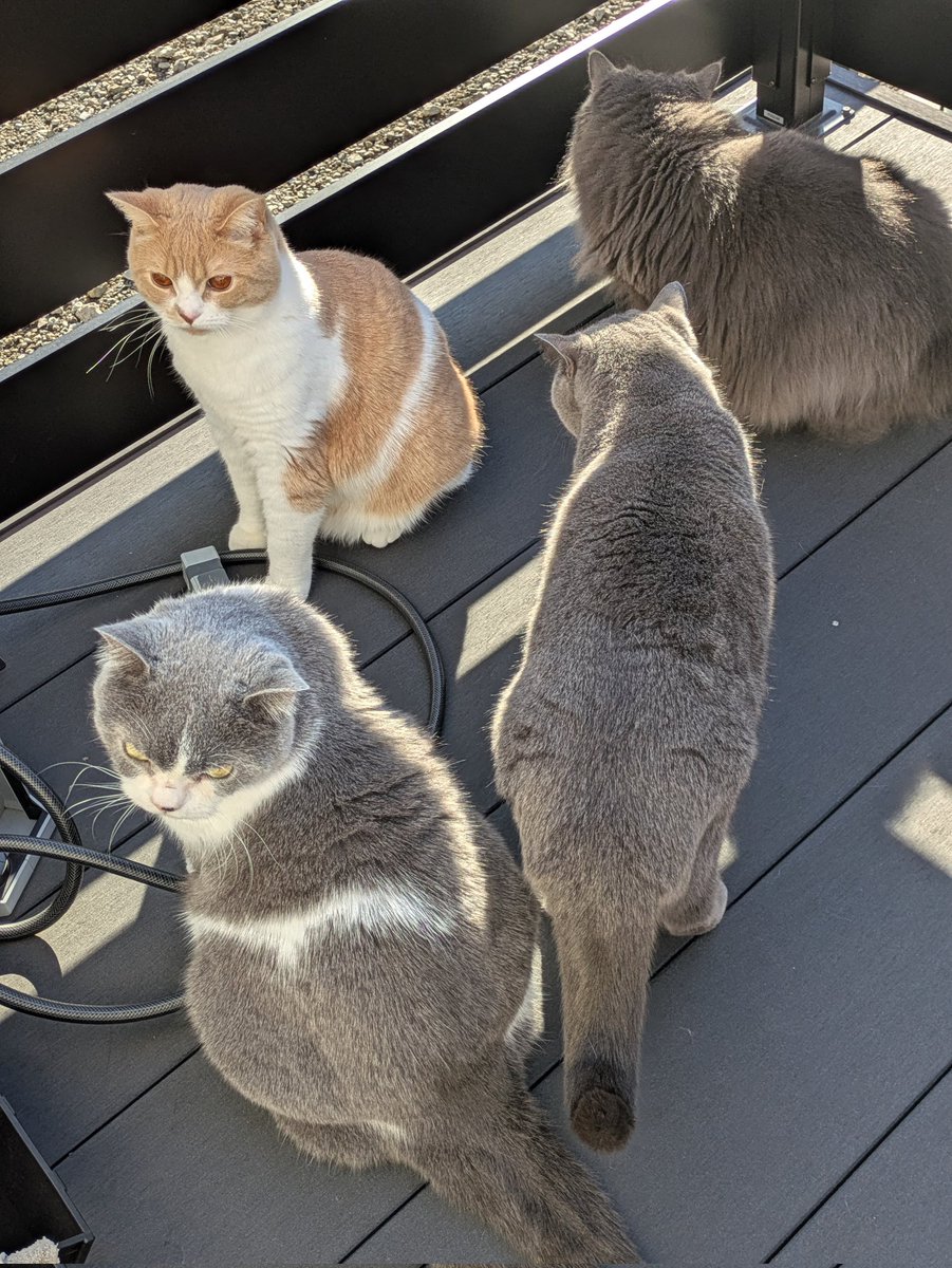 猫のいる幸せ 猫のいる幸せ