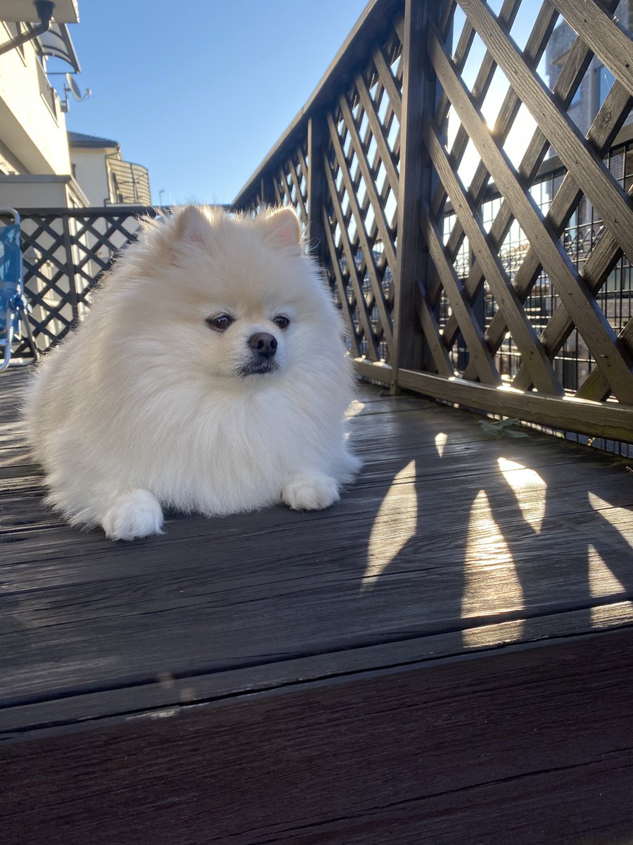 りんりん様パネル　ペンギンとポメラニアン ハンカチ受付　5/16 千葉県のポメラニアン｜男の子・2023/11/24生まれ・ブラックタン（子犬