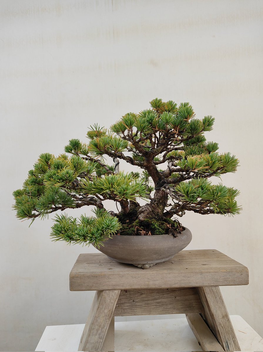 ヒルマ@盆栽 (@hiruma_bonsai) / Posts / X