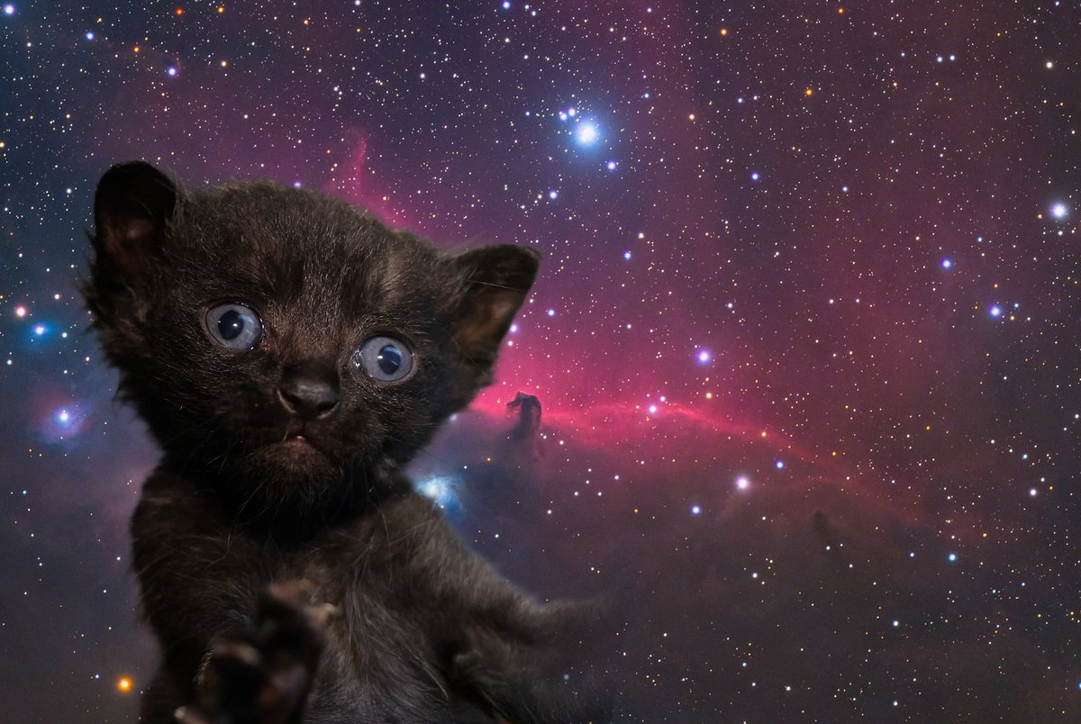 愛猫「てんてん君」を だいこもん<a href="/pochomskii/">だいこもん</a> 先生にお願いしてアートにしてもらいました🙇‍♂️

生後一ヶ月の「宇宙猫」の姿です😊