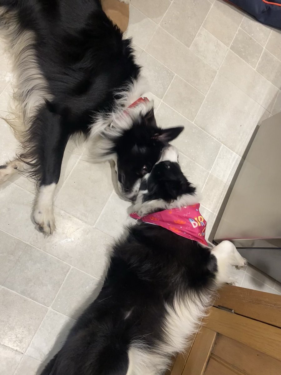 Two tired collies 😍